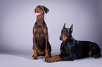 Doberman Pinscher