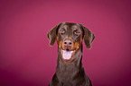 Doberman Pinscher