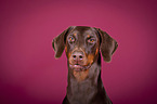 Doberman Pinscher Portrait