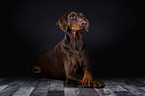 lying Doberman Pinscher