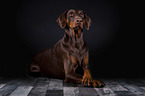lying Doberman Pinscher