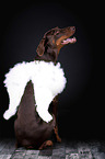 Doberman Pinscher