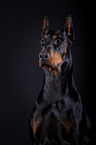 Doberman Pinscher Portrait