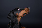 Doberman Pinscher Portrait