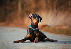 lying Doberman Pinscher