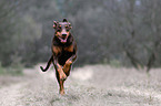 running Doberman Pinscher