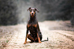 sitting Doberman Pinscher