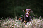 lying Doberman Pinscher