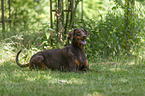 lying Doberman Pinscher