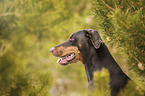 Doberman Pinscher