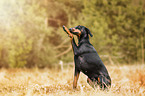 Doberman Pinscher