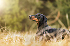 Doberman Pinscher