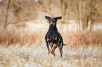 Doberman Pinscher