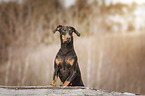 Doberman Pinscher