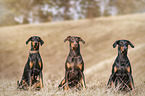 Doberman Pinscher