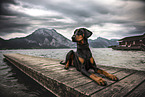 lying Doberman Pinscher