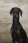 sitting Doberman Pinscher