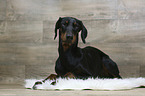 lying Doberman Pinscher