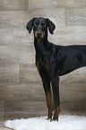 standing Doberman Pinscher