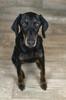 sitting Doberman Pinscher