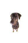Fisheye shot of a doberman pinscher