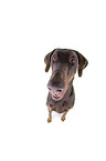Fisheye shot of a doberman pinscher