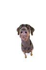 Fisheye shot of a doberman pinscher