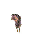 Fisheye shot of a doberman pinscher
