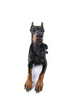 Fisheye shot of a doberman pinscher