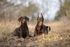 two Doberman Pinscher