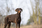 standing Doberman Pinscher