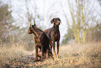 two Doberman Pinscher