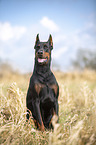 cropped and docked male Doberman pinscher