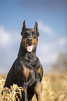 cropped and docked male Doberman pinscher