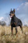 cropped and docked male Doberman pinscher