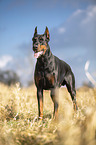 cropped and docked male Doberman pinscher
