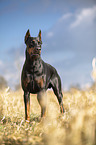 cropped and docked male Doberman pinscher