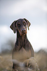 Doberman Pinscher Portrait
