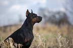 cropped and docked male Doberman pinscher