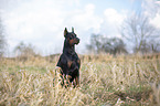 cropped and docked male Doberman pinscher