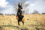cropped and docked male Doberman pinscher