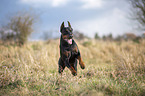 cropped and docked male Doberman pinscher