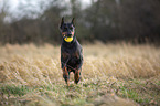 cropped and docked male Doberman pinscher