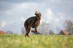 Doberman Pinscher runs over meadow