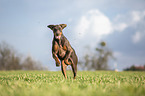 Doberman Pinscher runs over meadow