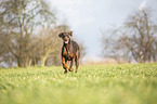 Doberman Pinscher runs over meadow