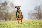 Doberman Pinscher runs over meadow