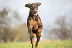 Doberman Pinscher runs over meadow
