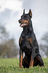 cropped and docked male Doberman pinscher