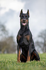 cropped and docked male Doberman pinscher